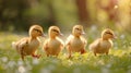 Little yellow ducklings run along the green bright grass Royalty Free Stock Photo