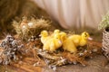 Little yellow ducklings are sitting in a nest with hay. Against the background of a basket with eggs. Easter concept, selective