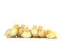 Yellow ducklings Royalty Free Stock Photo