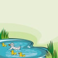 Little yellow ducks swimming in the lake Royalty Free Stock Photo