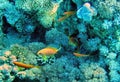 Little yellow fish swiming near corals in deep blue ocean Royalty Free Stock Photo