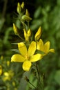 Little yellow flower Royalty Free Stock Photo