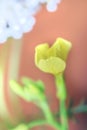 Little yellow flower close-up for best Royalty Free Stock Photo