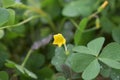 Little beautifull yellow flower Royalty Free Stock Photo