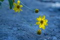 A little yellow flower facing up Royalty Free Stock Photo