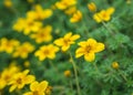 Little yellow flower in garden Royalty Free Stock Photo