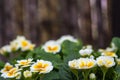 Little yellow flower in garden Royalty Free Stock Photo