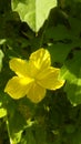 little yellow flower Royalty Free Stock Photo