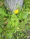 Little yellow flower in the grass next to the tree Royalty Free Stock Photo