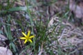 Little yellow flower on green grass Royalty Free Stock Photo