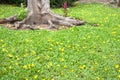 Little yellow flower on green leaves background Royalty Free Stock Photo