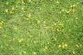 Little yellow flower on green leaves background Royalty Free Stock Photo