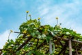 Little yellow flower grow and bloom between wild plant