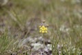 Single yellow flower on the ground