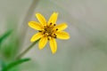Little yellow flower macro Royalty Free Stock Photo