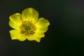 little yellow flower Royalty Free Stock Photo
