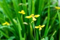 Little yellow flower in nature Royalty Free Stock Photo