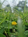 Little yellow flower in the wild field of grass Royalty Free Stock Photo