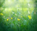 Little yellow flowers in grass