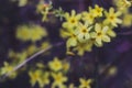 Little yellow flowers