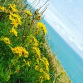 Little Yellow Flowers at Whitecliff Royalty Free Stock Photo