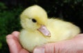 Little yellow duckling sitting on the palm