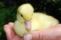 Little yellow duckling sitting on the palm