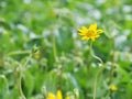 Yellow flowers in the garden Feeling Refreshing