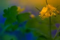 Little yellow garden flower series Royalty Free Stock Photo