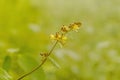 little yellow grass flower blooming in nature spring nature wallpaper background Royalty Free Stock Photo