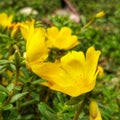 Little yellow grass flower Royalty Free Stock Photo