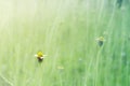 Little grass flower in meadow Royalty Free Stock Photo