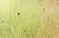 Grass flower closeup in meadow