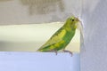 Little yellow green wavy parrot, sitting on a branch, Gnaws tears scratches the wall, causing harm to paper wallpaper Royalty Free Stock Photo