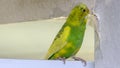 Little yellow green wavy parrot, sitting on a branch, Gnaws tears scratches the wall, causing harm to paper wallpaper Royalty Free Stock Photo