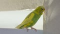 Little yellow green wavy parrot, sitting on a branch, Gnaws tears scratches the wall, causing harm to paper wallpaper Royalty Free Stock Photo