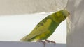 Little yellow green wavy parrot, sitting on a branch, Gnaws tears scratches the wall, causing harm to paper wallpaper Royalty Free Stock Photo