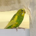 Little yellow green wavy parrot, sitting on a branch, Gnaws tears scratches the wall, causing harm to paper wallpaper Royalty Free Stock Photo