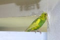 Little yellow green wavy parrot, sitting on a branch, Gnaws tears scratches the wall, causing harm to paper wallpaper Royalty Free Stock Photo