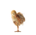 Little yellow kid chick standing on white background Royalty Free Stock Photo