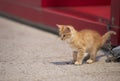 Little yellow kitten in the street. Curious small cat. Cute and lovely kitten