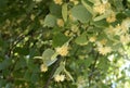Little yellow linden-tree flowers among green leaves