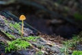 Little yellow mushroom growing on a rotten tree with moss. Close-up Royalty Free Stock Photo