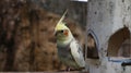 Little yellow parrot hanging on a branch Royalty Free Stock Photo