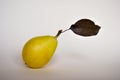 Little yellow pear with brown dry leaf