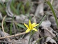 Little wild flower Royalty Free Stock Photo