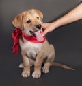 Little yellow puppy in red bandana sitting on gray