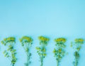 Little Yellow rape flower on a blue background. Spring and summer scene. Royalty Free Stock Photo