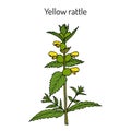 Little yellow rattle Rhinanthus minor , medicinal plant. Royalty Free Stock Photo