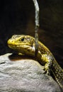 Little yellow reptile on a rock